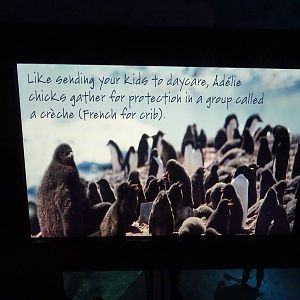 Antarctica: Empire of the Penguin - Penguin Sign at SeaWorld Orlando