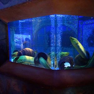 Moray Eel Exhibit at SeaWorld Orlando