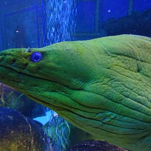 Moray Eel at SeaWorld Orlando