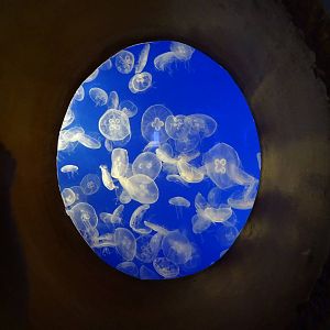Moon Jellyfish Exhibit at SeaWorld Orlando