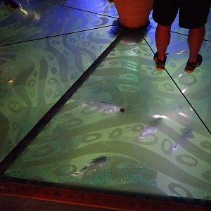 Floor Aquarium at SeaWorld Orlando