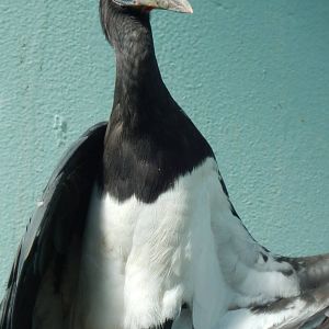 Aug. 2014 - Mahler Family Aviary - Abdims Stork