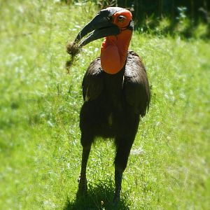 Sep. 2014 - Africa-Asia-South America - Southern Ground Hornbill