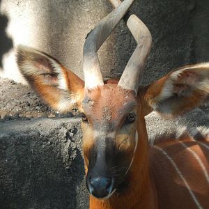 Sep. 2014 - Africa-Asia-South America - Eastern Bongo