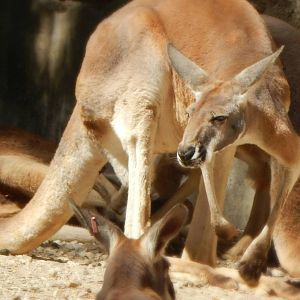 Sep. 2014 - Australia - Red Kangaroo
