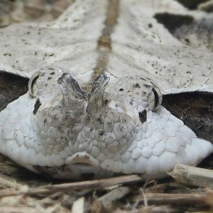 Sep. 2014 - Aquatic + Reptile Center - Gabon Viper (Mislabeled as Rhinocero