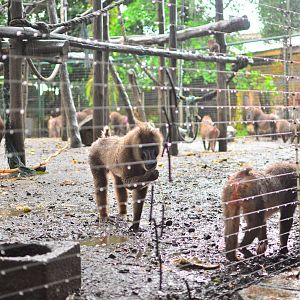 Drill group at Pandrillus HQ ? Calabar, Nigeria