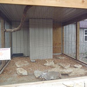 American Badger Exhibit