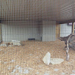 Bobcat Exhibit