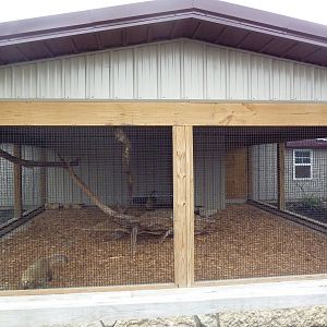 Mountain Coati Exhibit