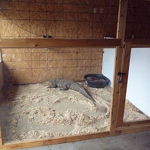 American Alligator Exhibit