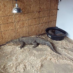 Two American Alligators