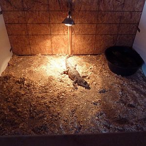 Another Crappy Cage (with 2 occupants)