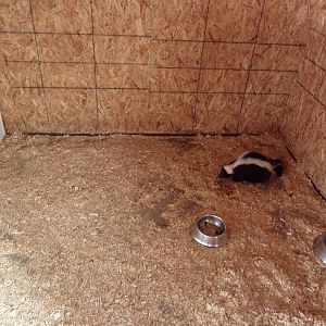 Striped Skunk Exhibit