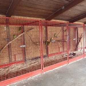 Cage (for various parrots)