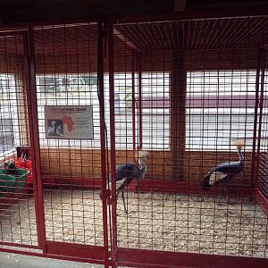 Grey Crowned Crane Cage