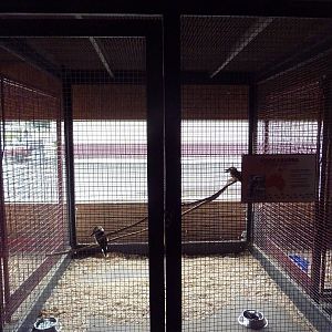 Kookaburra Cage