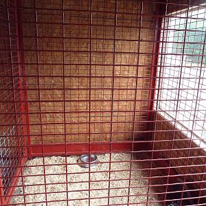African Crested Porcupine Cage