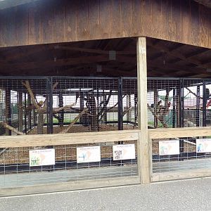 One Large Aviary (5 or more Species)