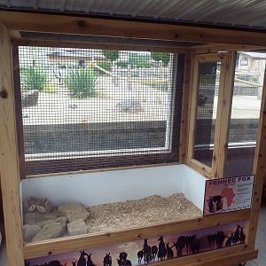 Fennec Fox Exhibit