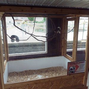 Cotton-Top Tamarin Exhibit