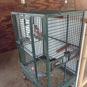 Galah Cage