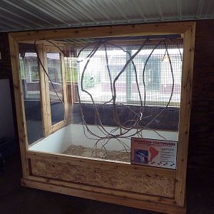 Mountain Coati Exhibit