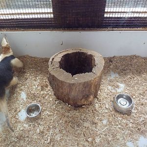 Tamandua Exhibit (a badly pacing anteater!)