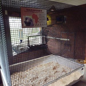 Marmoset Exhibit