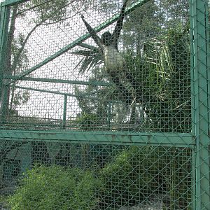 mexican spider monkey neza zoo