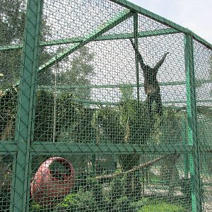 mexican spider monkey exhibit neza zoo