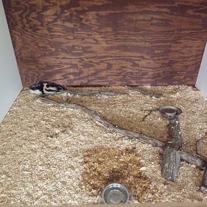 Striped Skunk Exhibit