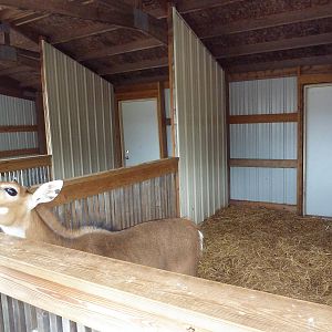 Nilgai Petting Enclosure
