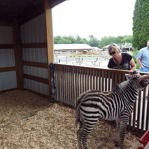 Grant's Zebra Petting Enclosure