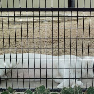 Cat Complex - Almost Pure White Bengal Tiger