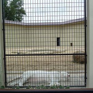 Cat Complex - Almost Pure White Bengal Tiger