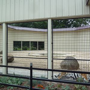 Cat Complex - Bengal Tiger Exhibit