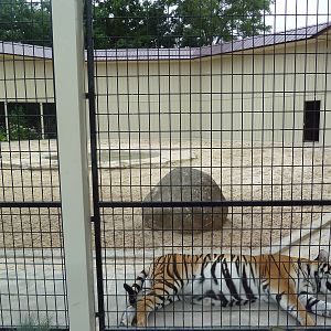 Cat Complex - Bengal Tiger Exhibit
