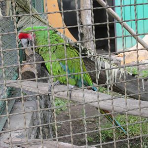 mexican military macaw neza zoo
