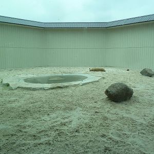 Cat Complex - Desert Lion Exhibit