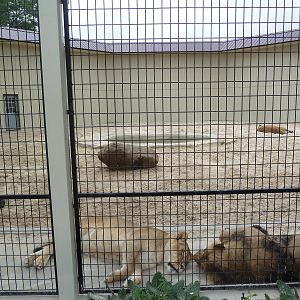 Cat Complex - Lion Exhibit