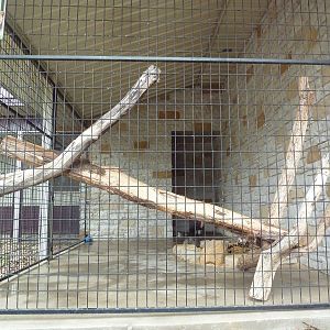Cat Complex - Clouded Leopard Exhibit