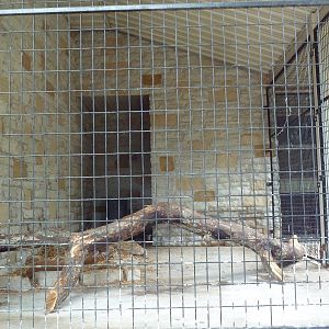 Cat Complex - Siberian Lynx Exhibit