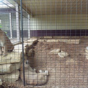 Cat Complex - Cougar Exhibit