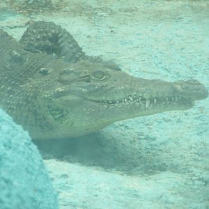 morelet's crocodile neza zoo