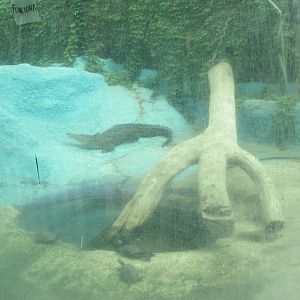 morelet's crocodile and slider turtles neza zoo