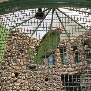 confiscated parrots aviary neza zoo