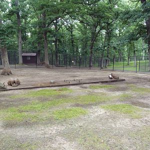 Capybara Exhibit (where's the water?)