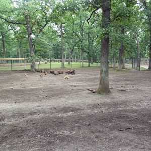 Blackbuck Exhibit
