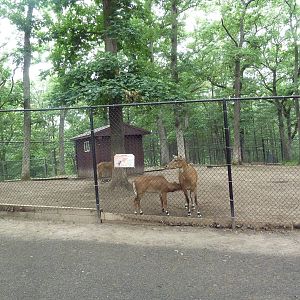 Nilgai Exhibit #1